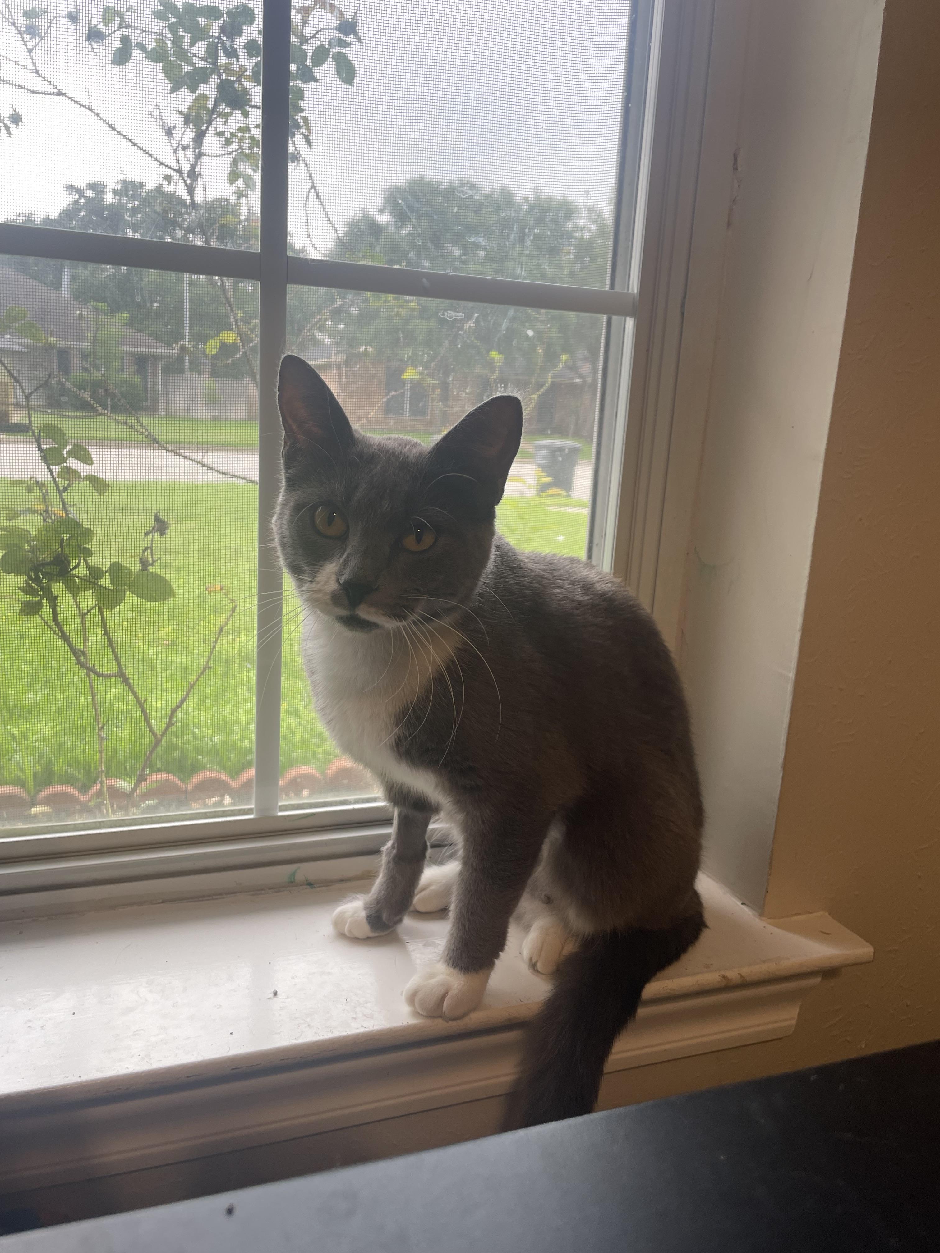 Enlarge Mama Phoenix, a ADOPTABLE Domestic Short Hair in Bryan, TX image 2/3
