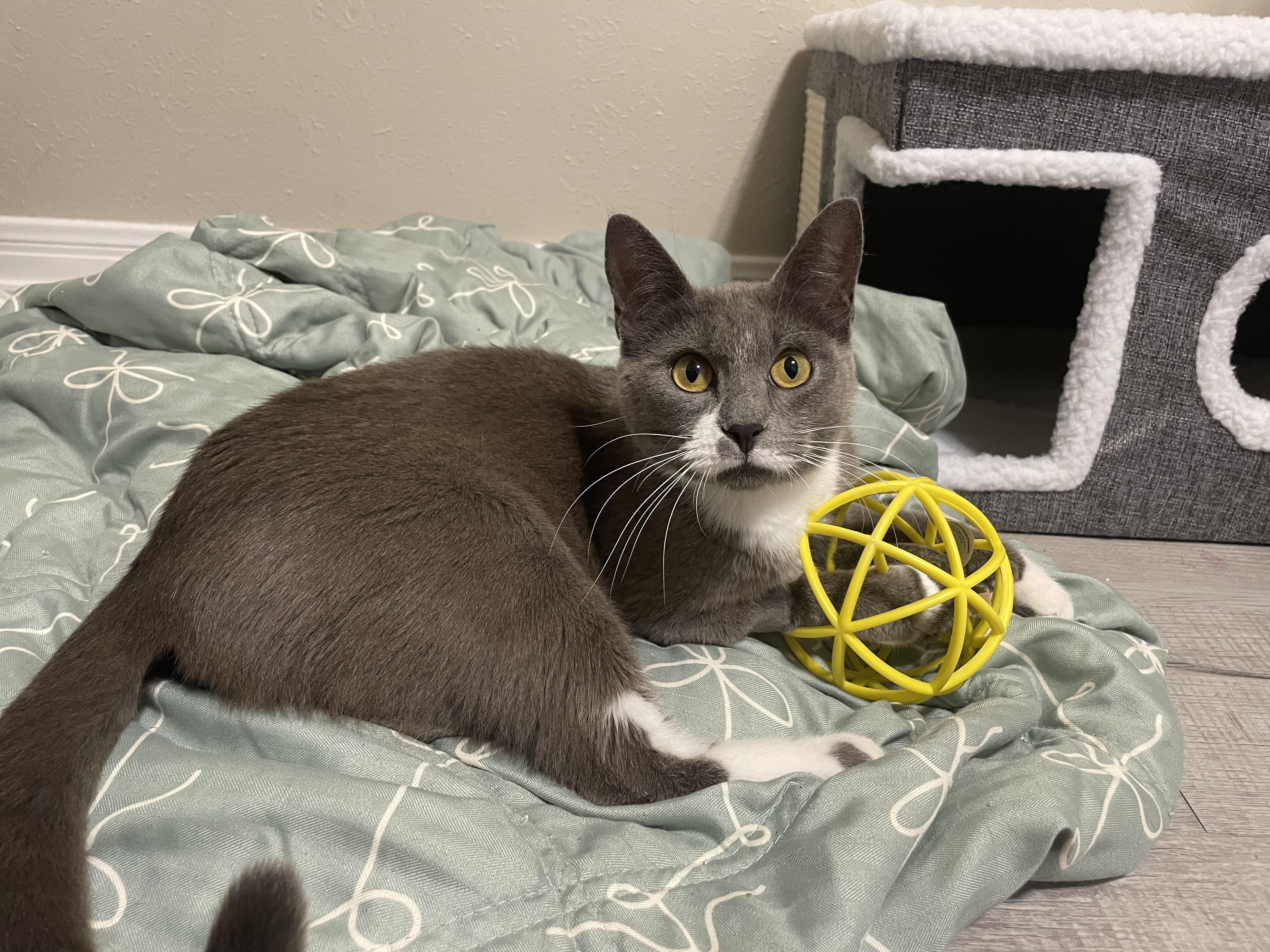 Mama Phoenix, ADOPTABLE, Adult Female Domestic Short Hair.