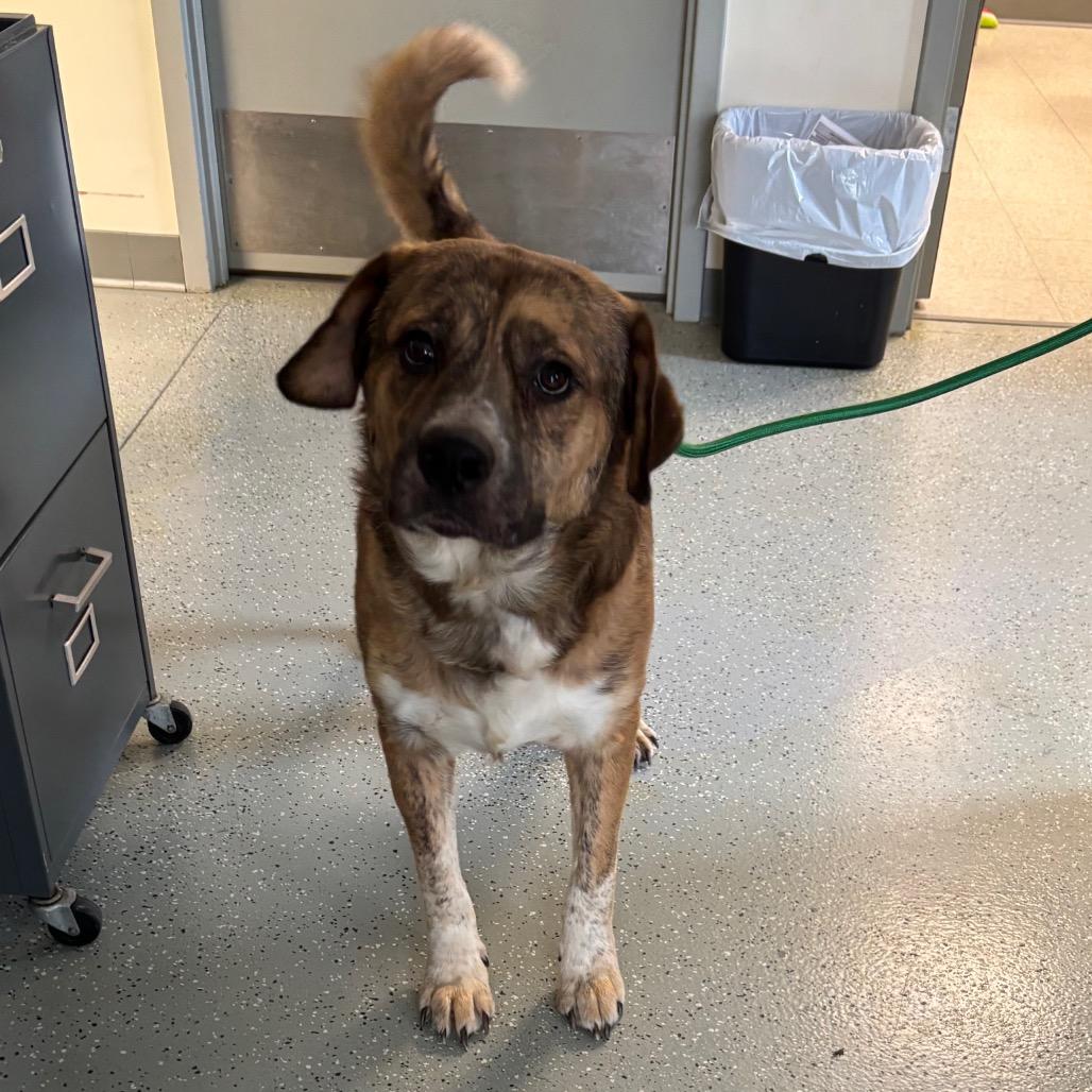 Enlarge Luke, a Adoptable mixed breed in Galax, VA image 1/2