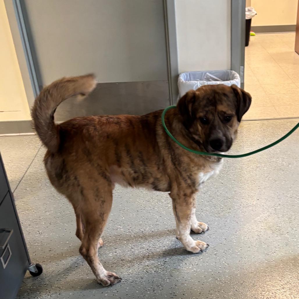 Enlarge Luke, a Adoptable mixed breed in Galax, VA image 2/2