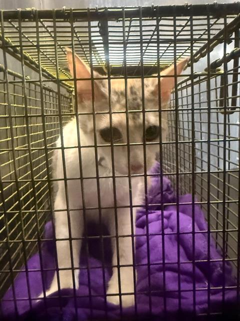 LORETTA, Adoptable, Young Female Domestic Short Hair.