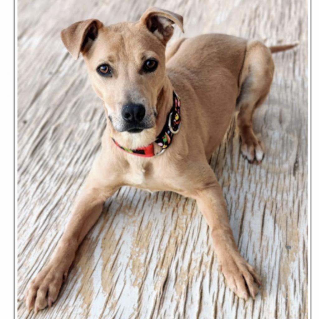 Enlarge Sugar, a Adoptable Shepherd in Tucson, AZ image 1/1