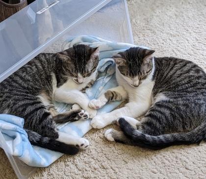 Coop, Adoptable, Kitten Male Domestic Short Hair & Domestic Short Hair.