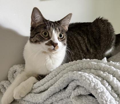 Coop, a Adoptable Domestic Short Hair in Elk Grove Village, IL image 2/3