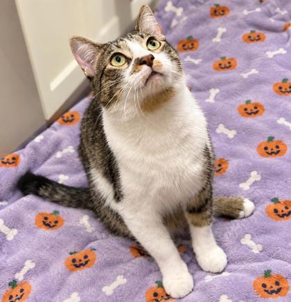 Enlarge Coop, a Adoptable Domestic Short Hair in Elk Grove Village, IL image 1/3