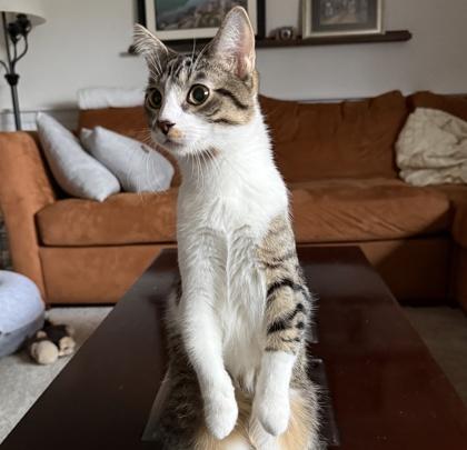 Coop, Adoptable, Kitten Male Domestic Short Hair & Domestic Short Hair.