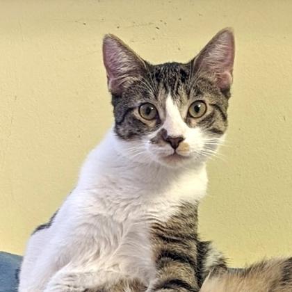 Coop, a Adoptable Domestic Short Hair in Elk Grove Village, IL image 2/3