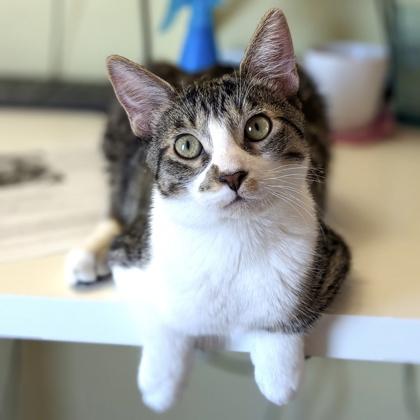 Coop, a Adoptable Domestic Short Hair in Elk Grove Village, IL image 3/3