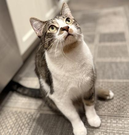 Enlarge Coop, a Adoptable Domestic Short Hair in Elk Grove Village, IL image 2/3