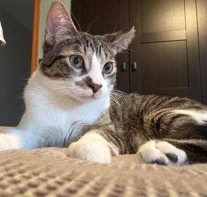 Enlarge Coop, a Adoptable Domestic Short Hair in Elk Grove Village, IL image 3/3