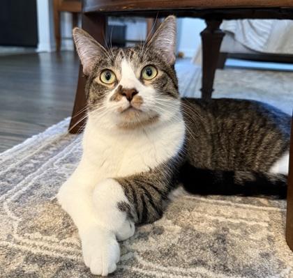 Enlarge Coop, a Adoptable Domestic Short Hair in Elk Grove Village, IL image 3/3