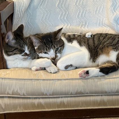 Enlarge Coop, a Adoptable Domestic Short Hair in Elk Grove Village, IL image 3/3