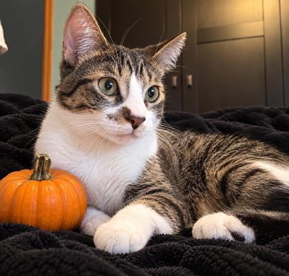 Enlarge Coop, a Adoptable Domestic Short Hair in Elk Grove Village, IL image 3/3