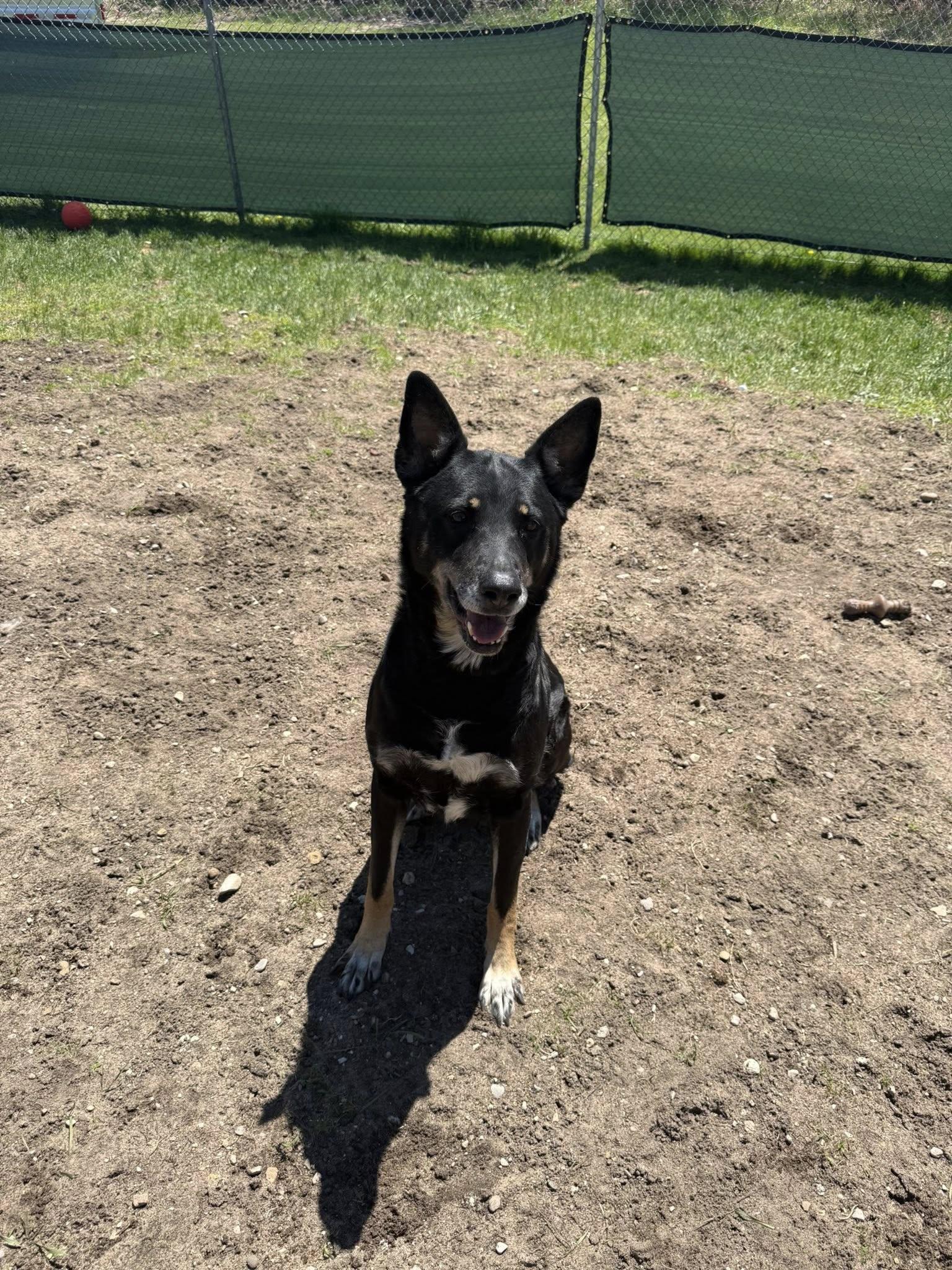 Xena, adopted, Senior Female German Shepherd Dog.