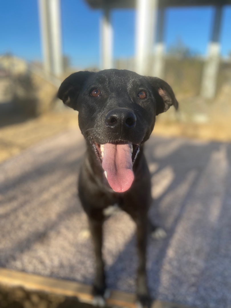 Jazzy, Adoptable, Young Female Black Labrador Retriever.