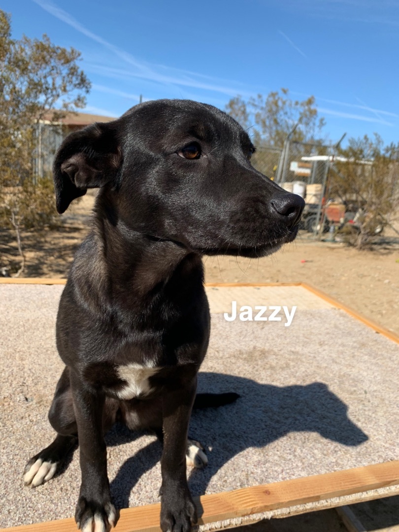 Jazzy, a Adoptable mixed breed in Mojave, CA image 2/13