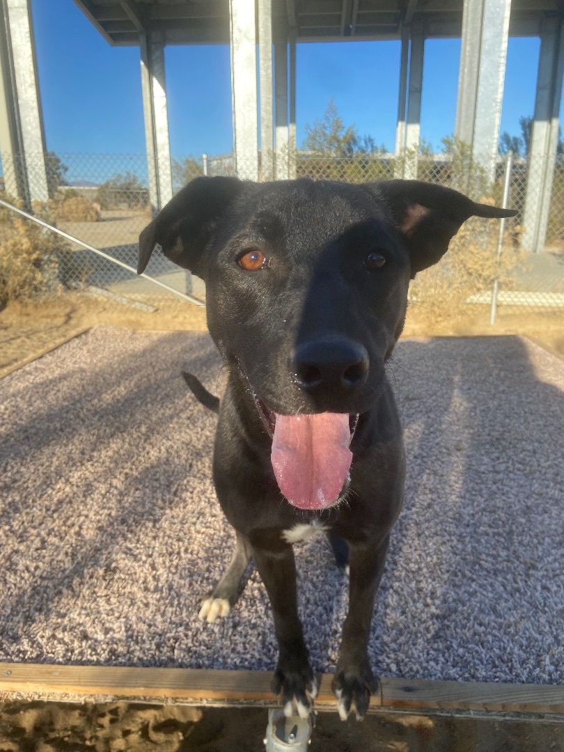 Jazzy, a Adoptable mixed breed in Mojave, CA image 3/13