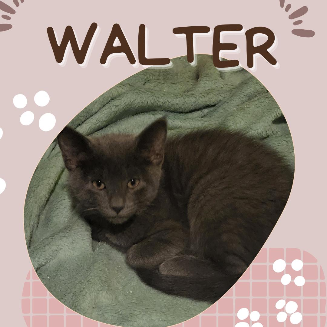 Walter, adopted, Kitten Male Domestic Short Hair.