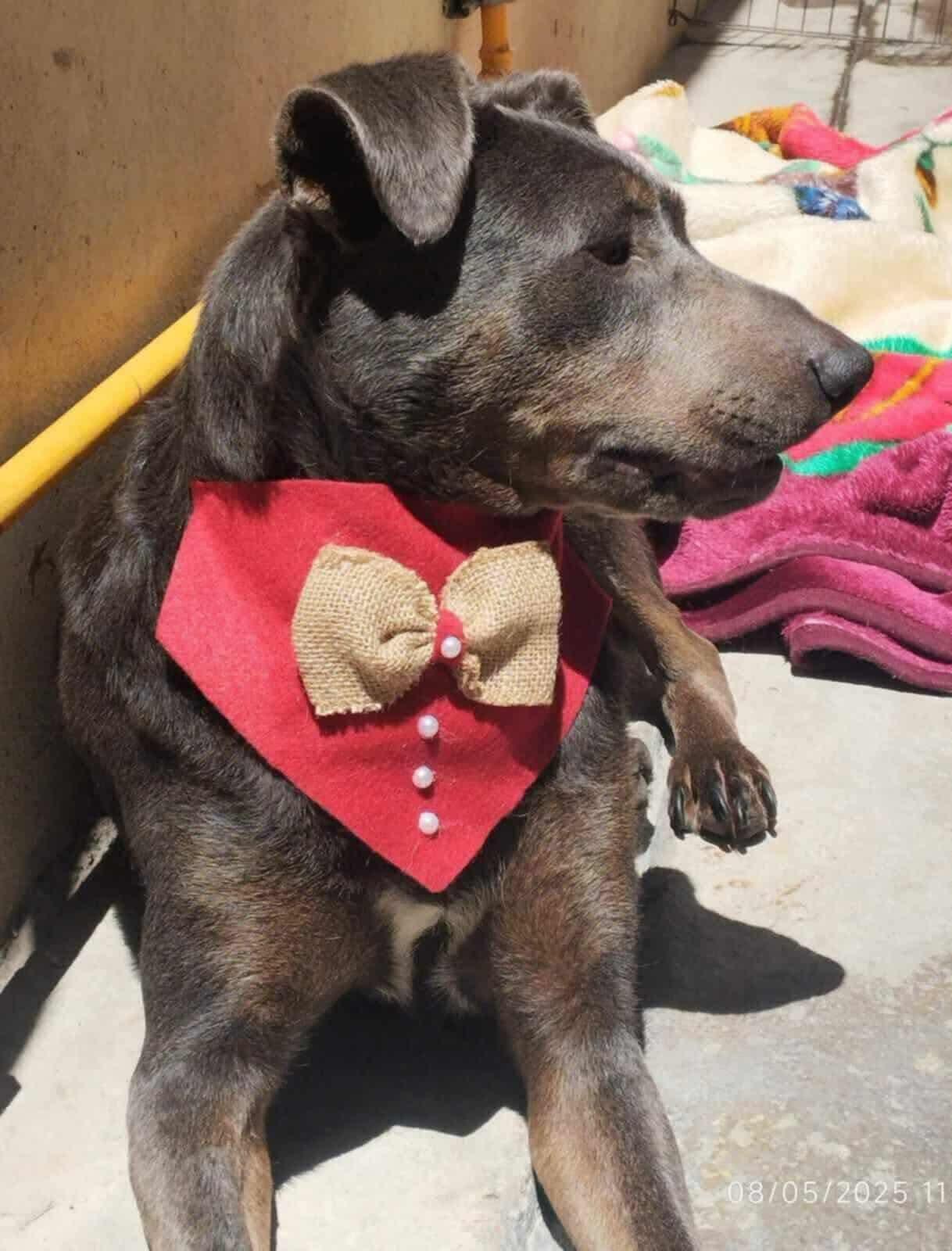 Delani, Adoptable, Adult Female Mixed Breed.