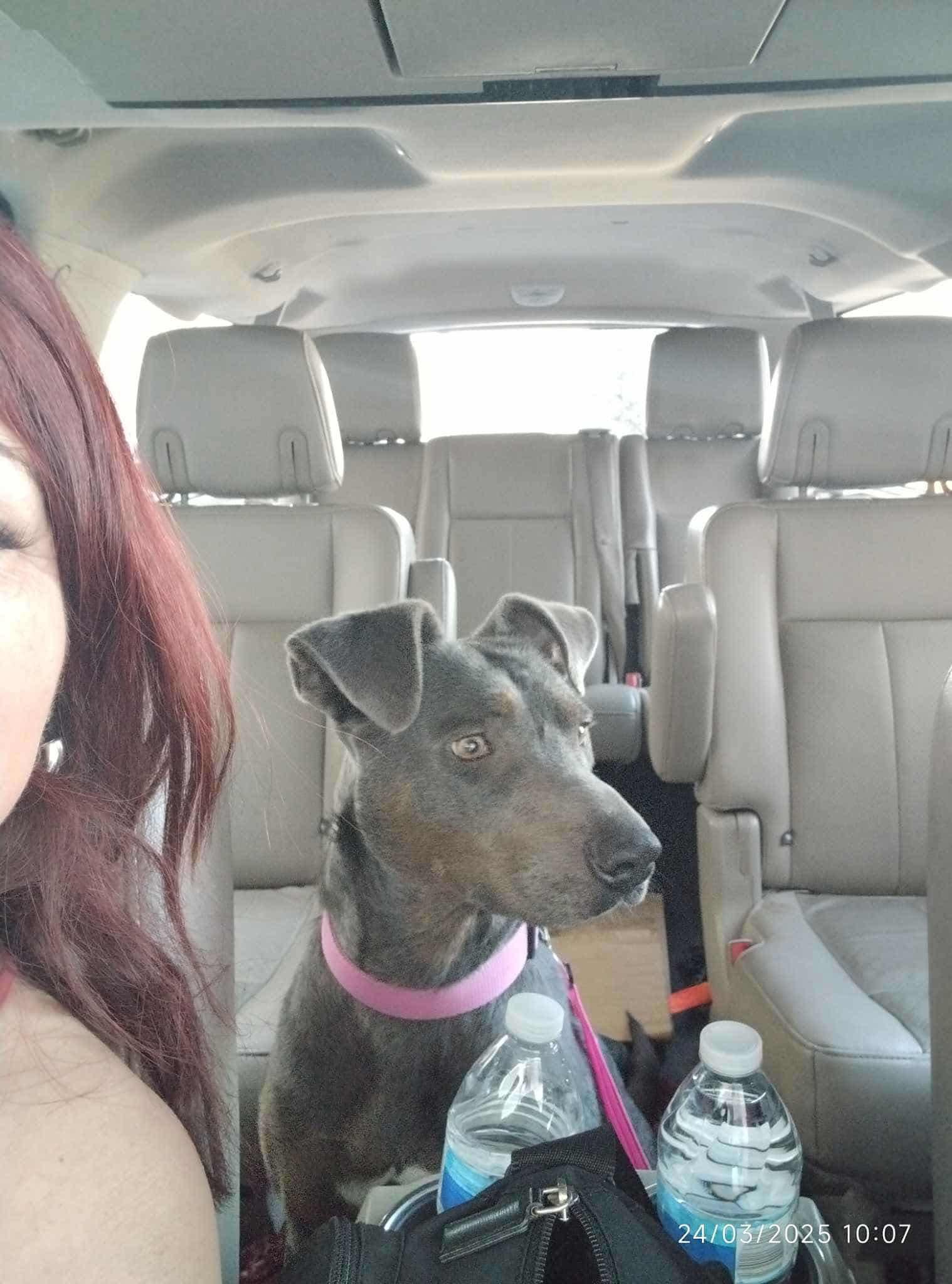 Enlarge Delani, a Adoptable Mixed Breed in Puyallup, WA image 2/5