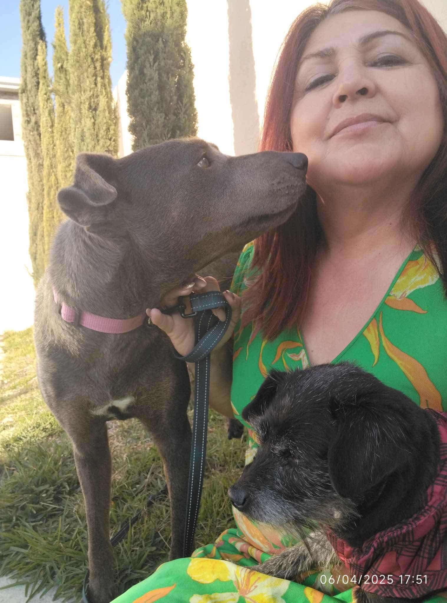 Enlarge Delani, a Adoptable Mixed Breed in Puyallup, WA image 3/5