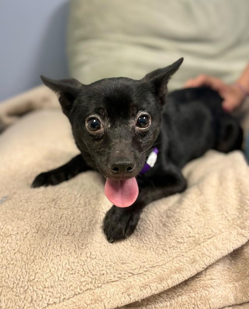 Ranch Dressing, Adoptable, Puppy Female Mixed Breed.