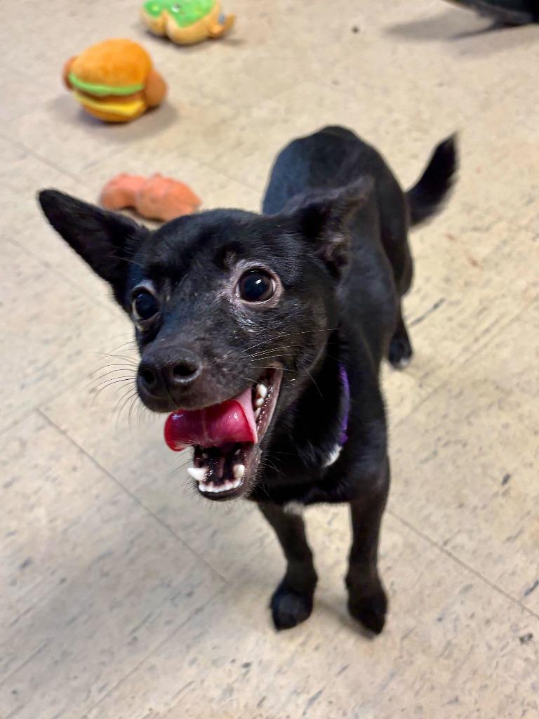 Enlarge Ranch Dressing, a Adoptable mixed breed in Chillicothe, OH image 2/2