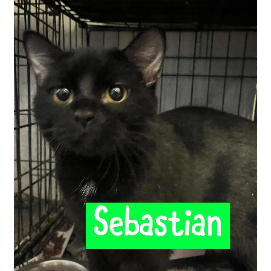 Enlarge Sebastian, a Adoptable mixed breed in Princeton, IN image 1/1