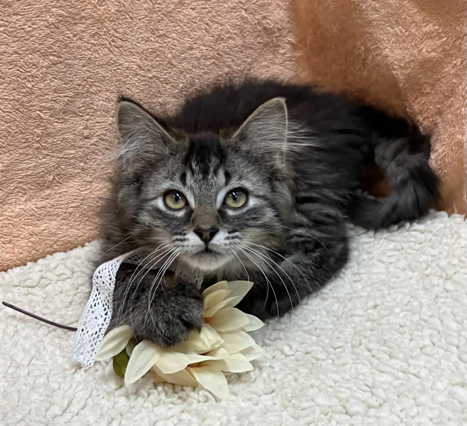 Enlarge Onyx (bonded with Jade), a Adopted mixed breed in Dublin, OH image 1/3