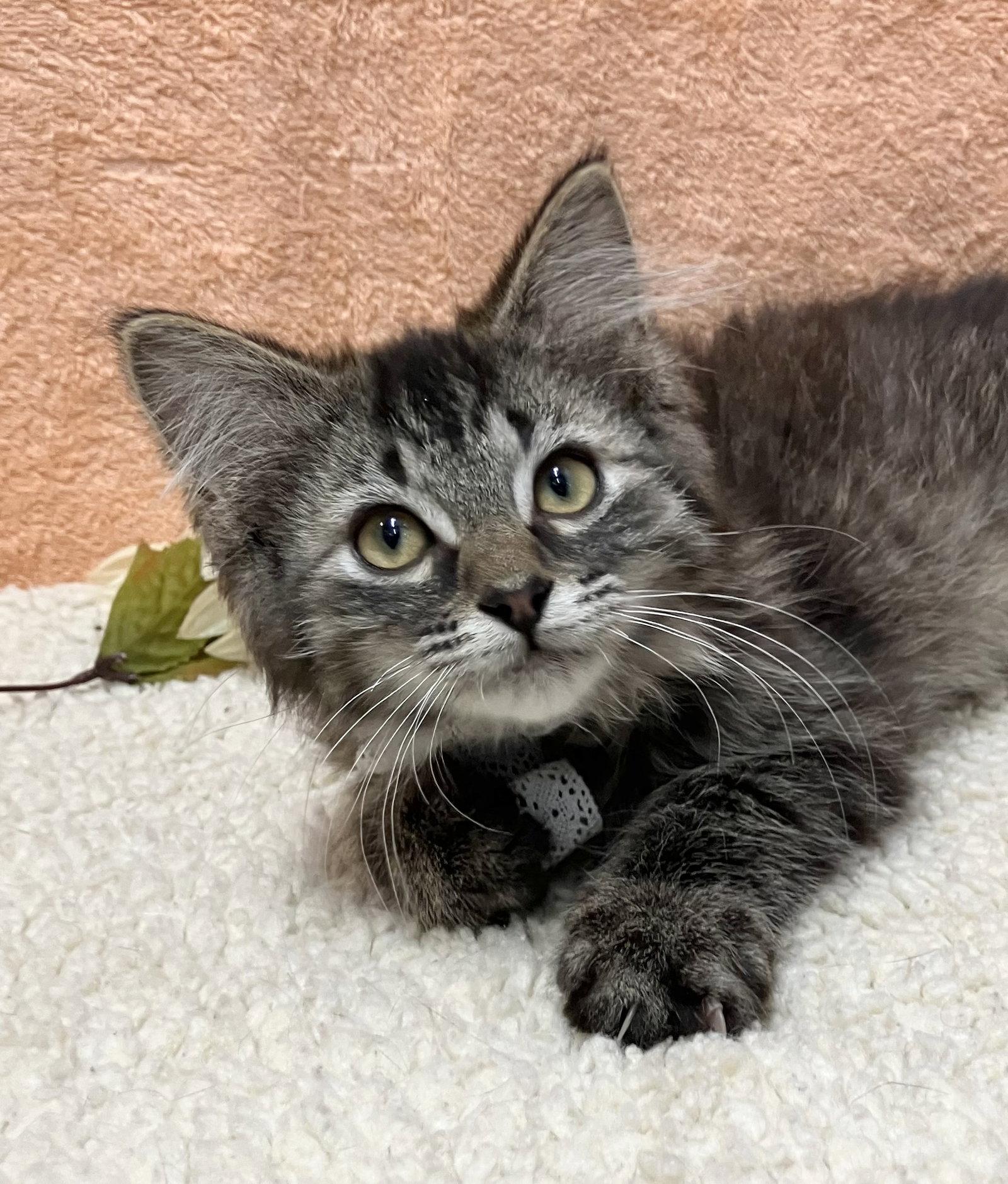 Enlarge Onyx (bonded with Jade), a Adopted mixed breed in Dublin, OH image 2/3