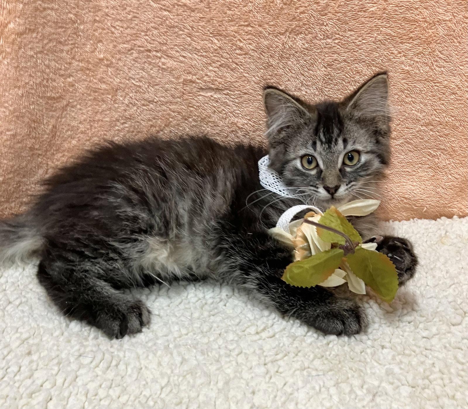 Enlarge Onyx (bonded with Jade), a Adopted mixed breed in Dublin, OH image 3/3