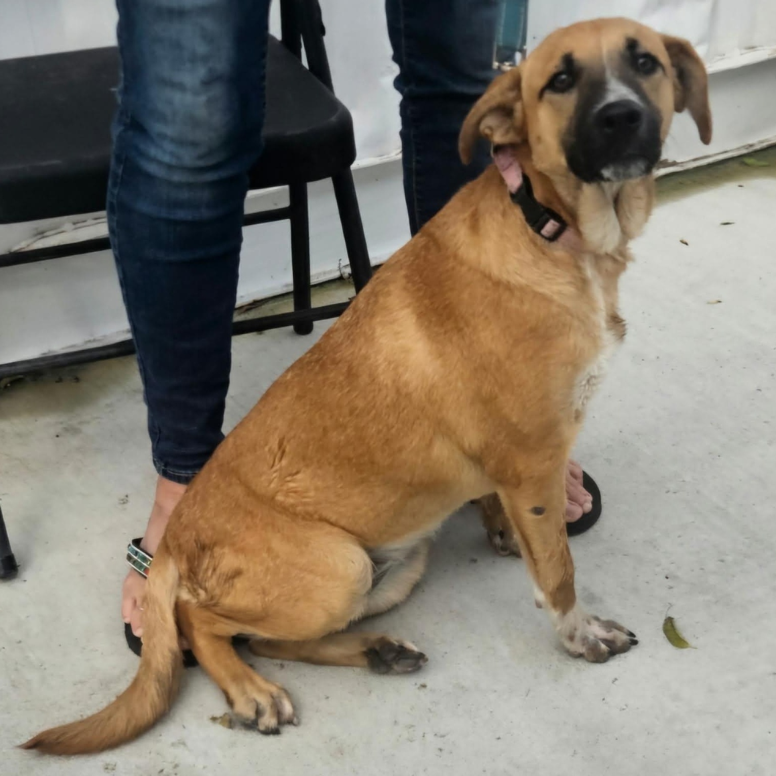 Enlarge Tilly, an adopted mixed breed in Castleton-On-Hudson, NY image 6/6