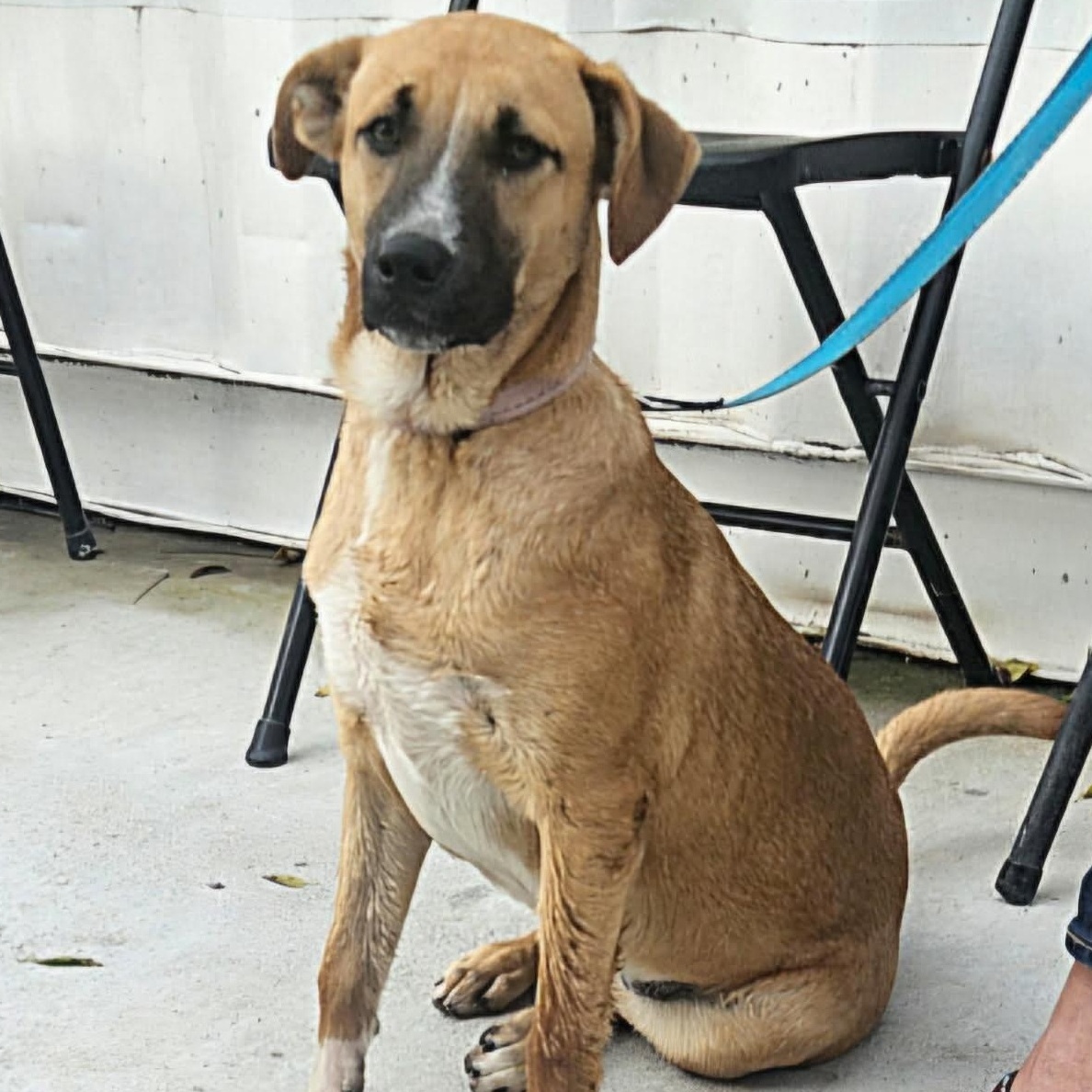 Enlarge Tilly, an adopted mixed breed in Castleton-On-Hudson, NY image 3/6