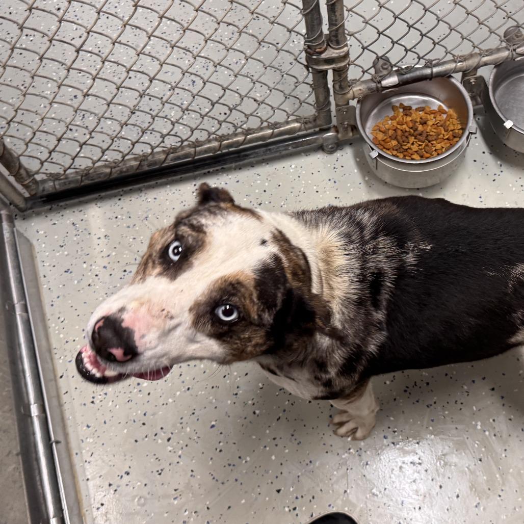 Enlarge Magnum, a Adoptable mixed breed in Marion, VA image 1/1