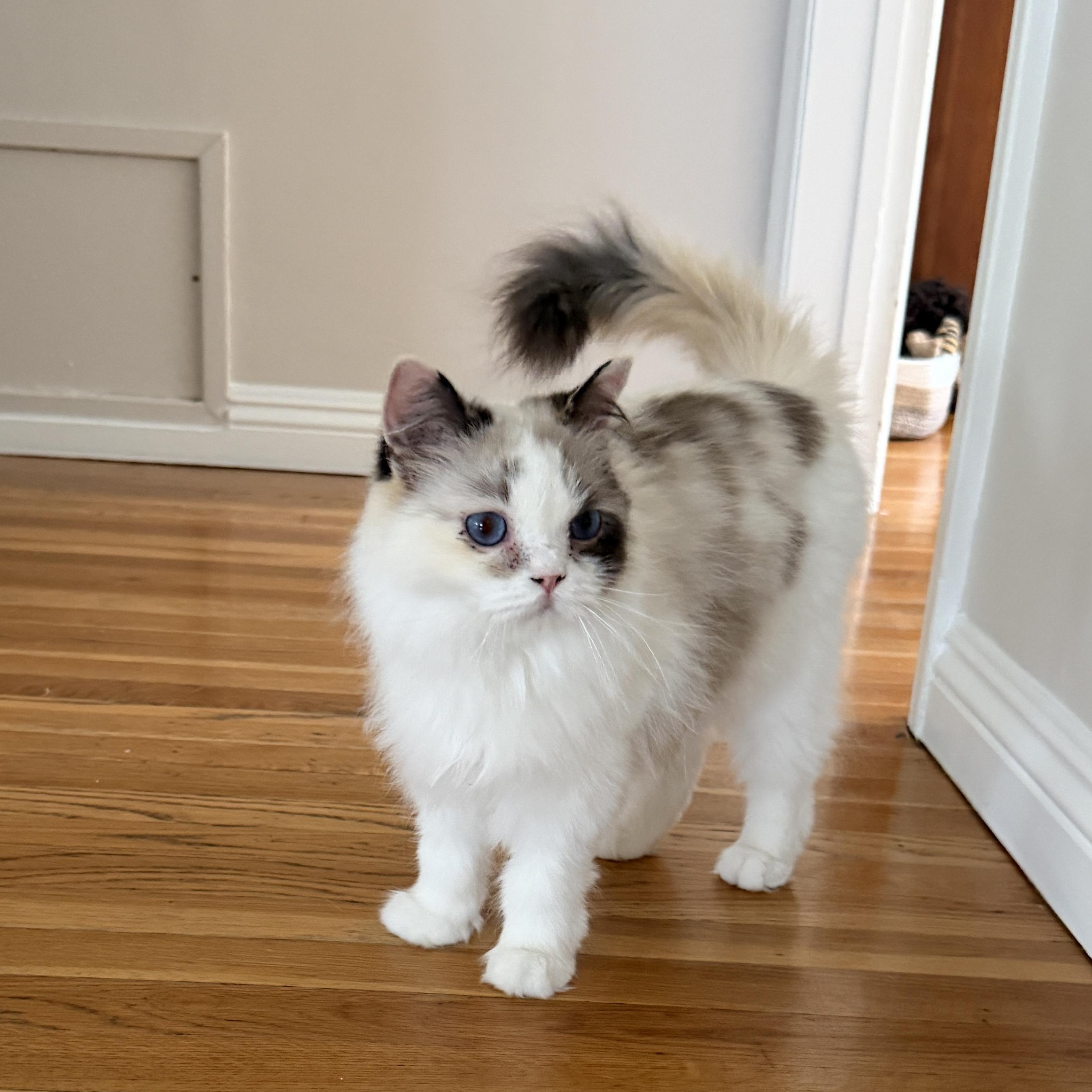 Enlarge Princess Donut, a Adopted mixed breed in Santa Monica, CA image 2/3