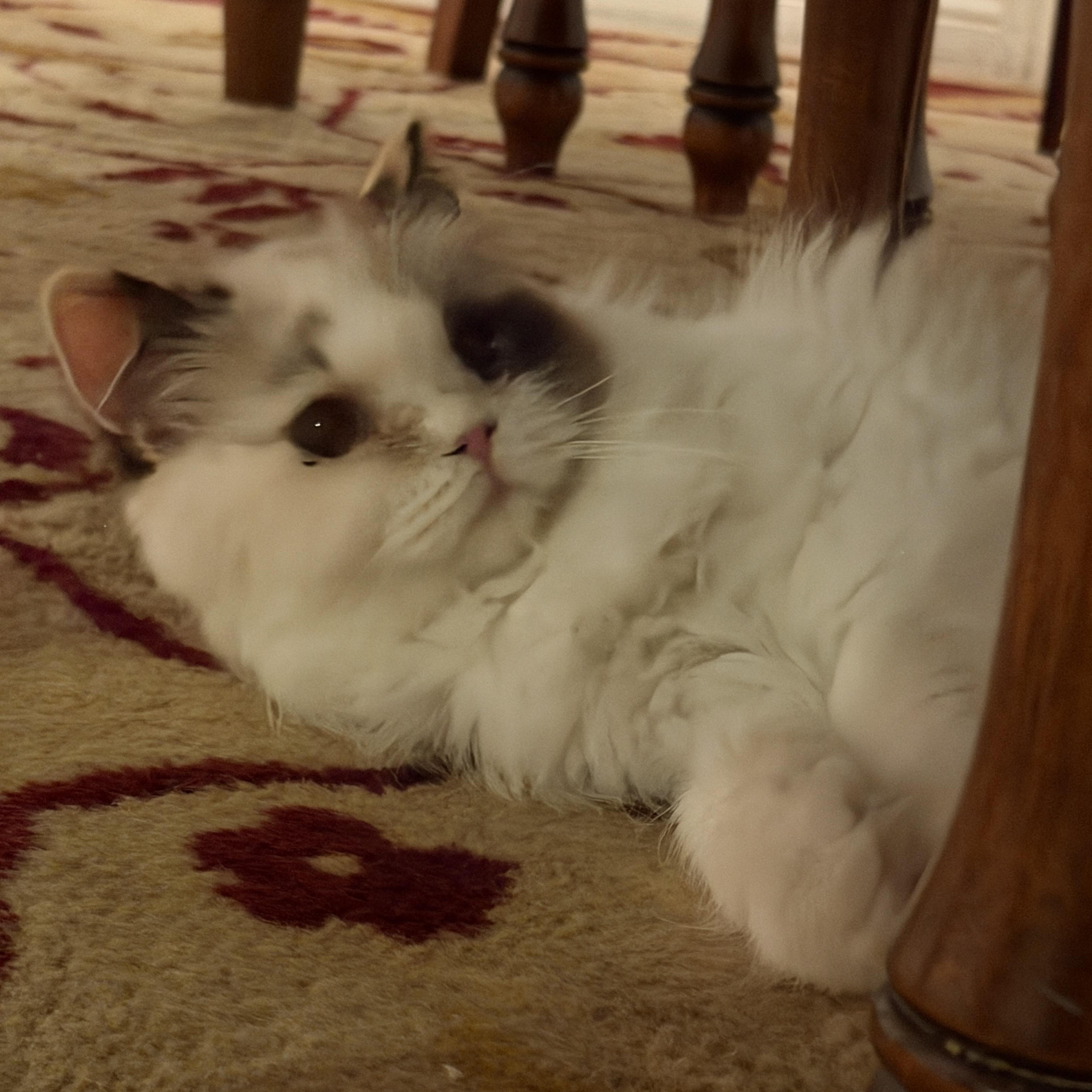Enlarge Princess Donut, a Adopted mixed breed in Santa Monica, CA image 3/3
