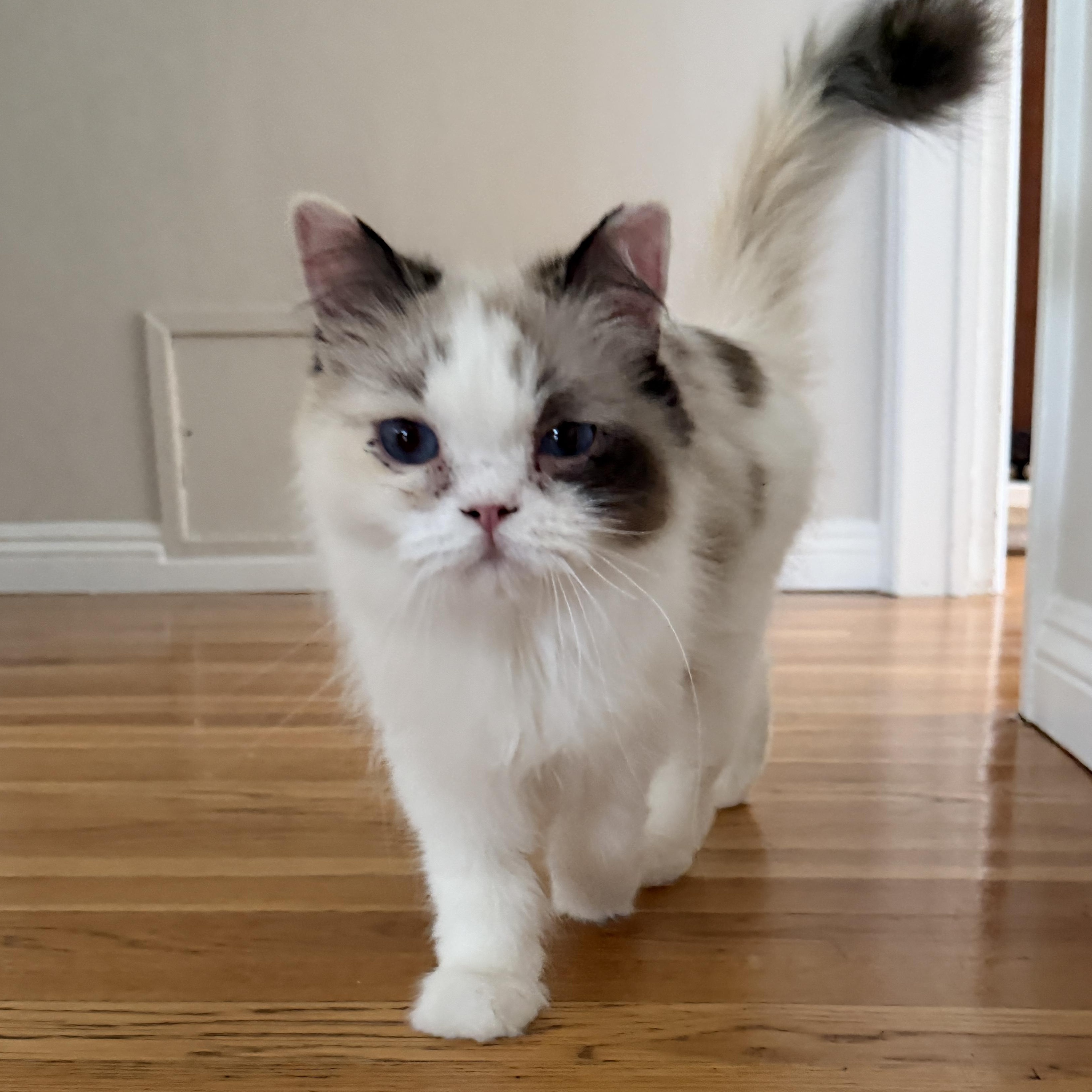 Princess Donut, Adopted, Young Female Persian & Ragdoll.