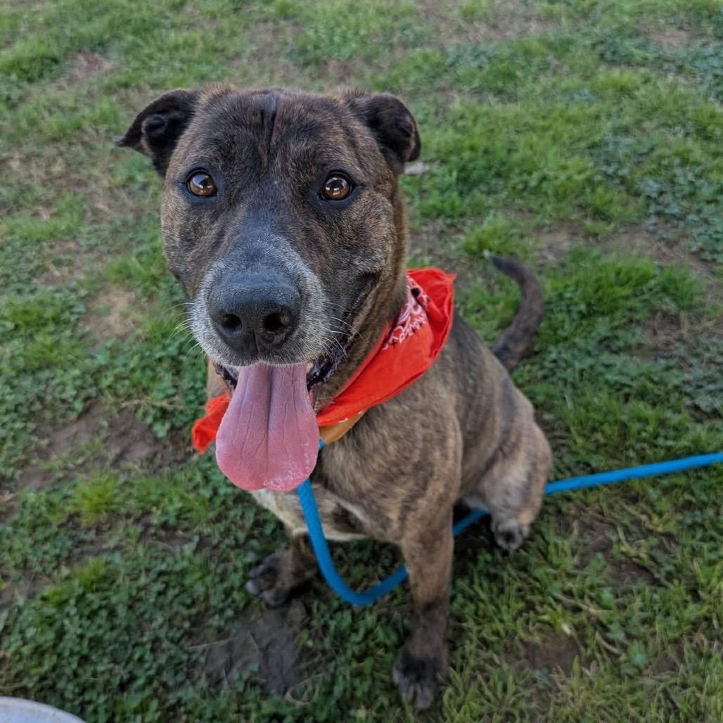 Leopold, Adoptable, Adult Male Mixed Breed.