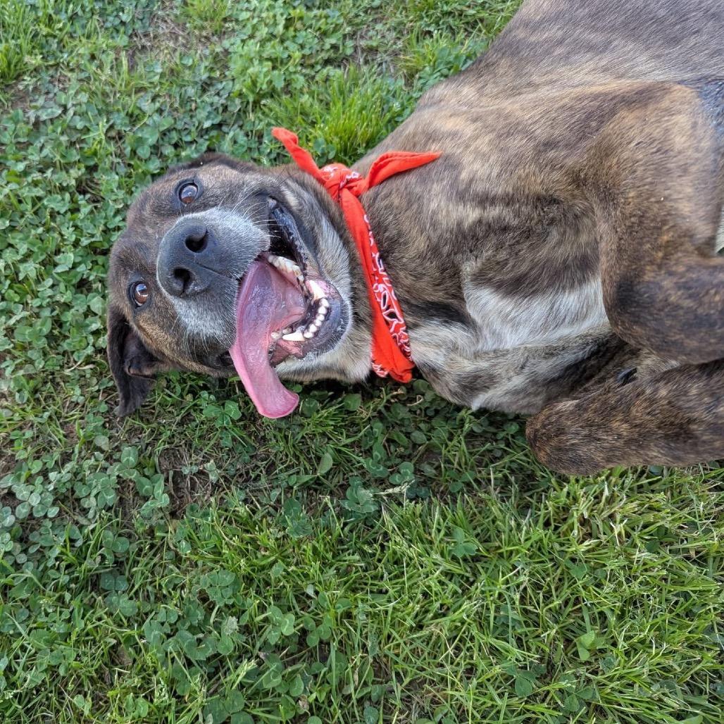 Leopold, Adoptable, Adult Male Mixed Breed.