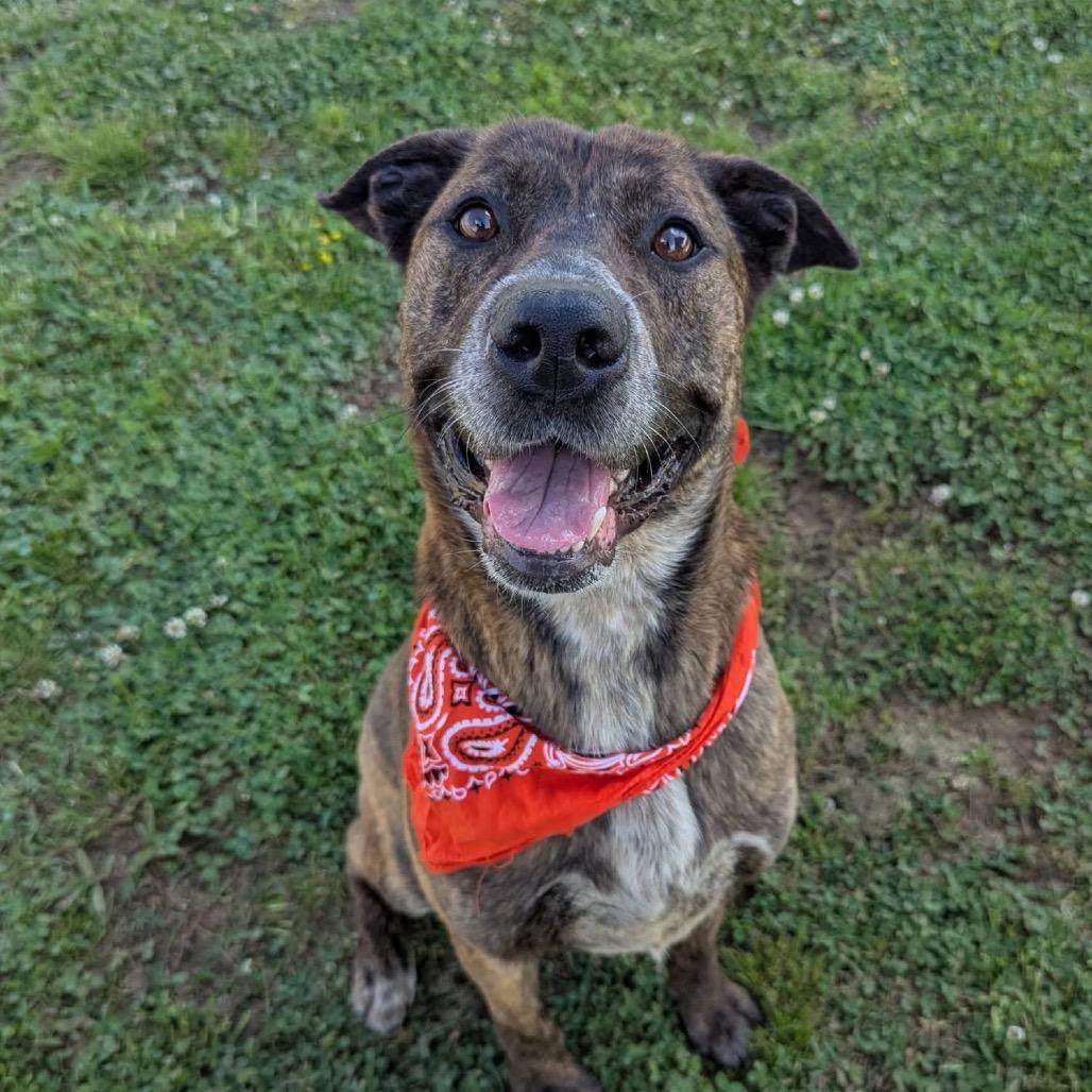 Enlarge Leopold, a Adoptable Mixed Breed in Columbiana, AL image 2/6