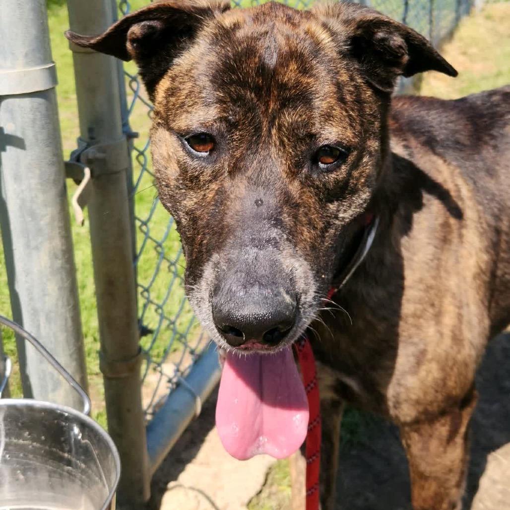 Enlarge Leopold, a Adoptable Mixed Breed in Columbiana, AL image 3/6