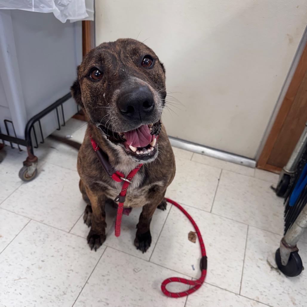 Enlarge Leopold, a Adoptable Mixed Breed in Columbiana, AL image 4/6
