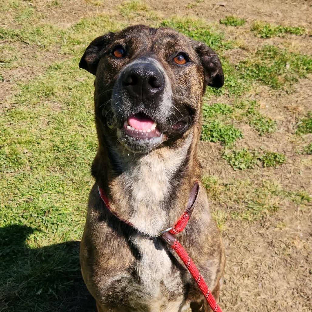 Enlarge Leopold, a Adoptable Mixed Breed in Columbiana, AL image 5/6