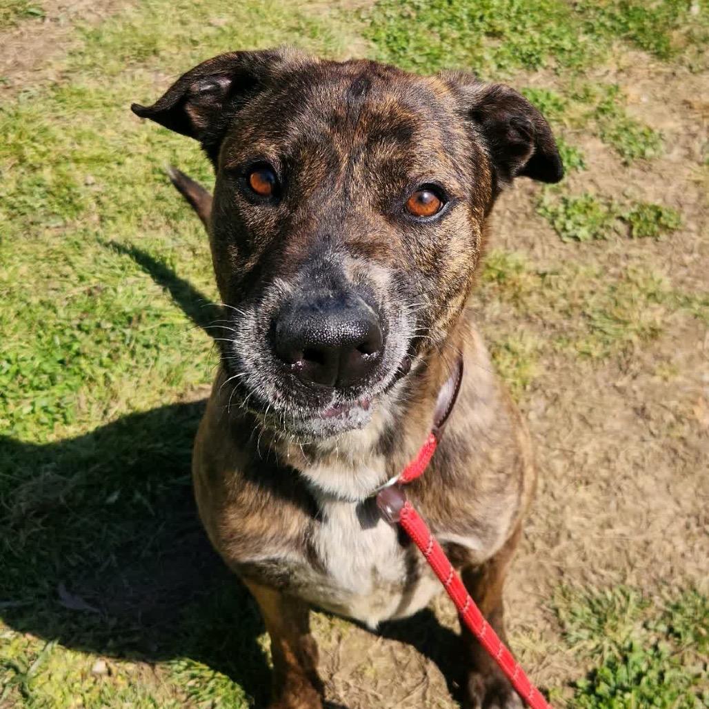 Enlarge Leopold, a Adoptable Mixed Breed in Columbiana, AL image 6/6