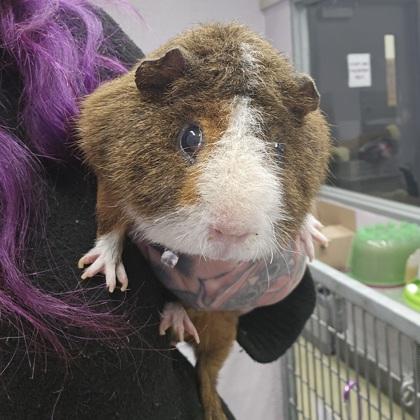 Chuck, Adoptable, Adult Male Guinea Pig & Guinea Pig.