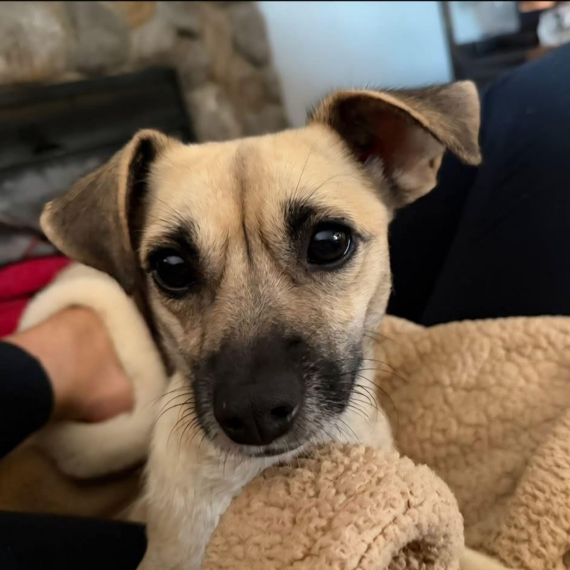 Cupcake, ADOPTABLE, Adult Female Chihuahua.