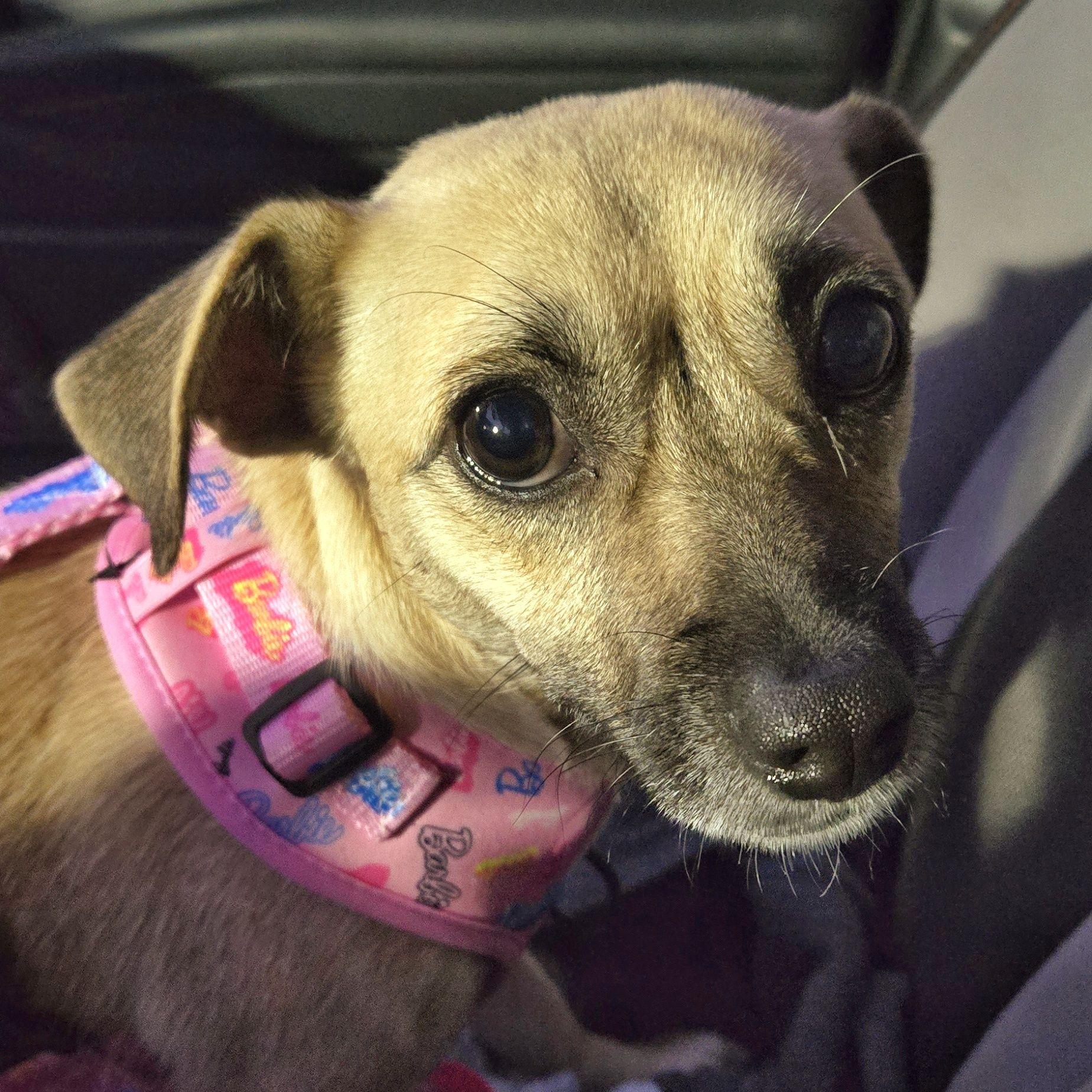 Enlarge Cupcake, a ADOPTABLE mixed breed in Eugene, OR image 5/5