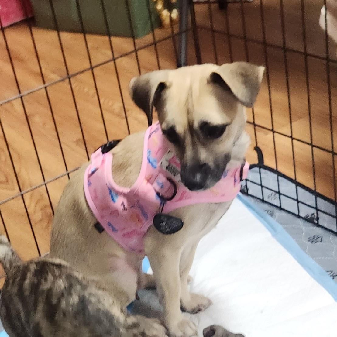 Enlarge Cupcake, a ADOPTABLE mixed breed in Eugene, OR image 3/5