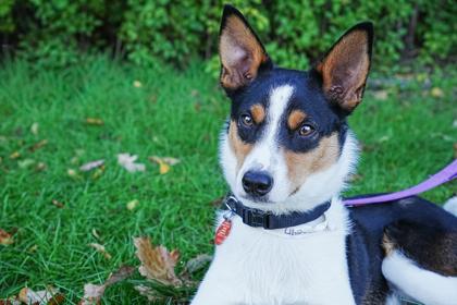 Enlarge Maverick, a Adoptable mixed breed in Golden Valley, MN image 1/3