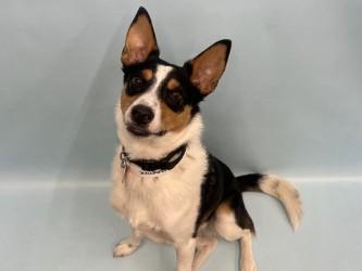 Enlarge Maverick, a Adoptable mixed breed in Golden Valley, MN image 2/3